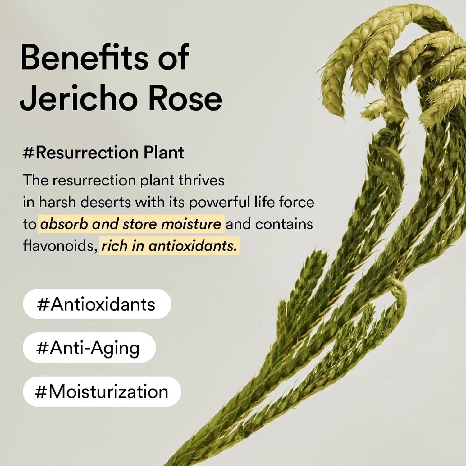 Abib Collagen Eye Creme Jericho Rose Tube 30ml - Image 6